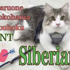 【 サイベリアン 】シャンプー出来るよ！存在感バッチリのサイベリアン！