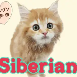 【 サイベリアン 】人見知りゼロ！陽気で明るい太陽のような男の子