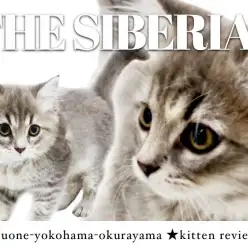 【 サイベリアン 】なんでもお茶の子さいさいサイベリアン！