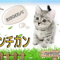 【 マンチカン 】社交性が高すぎる好奇心旺盛な短足王子!