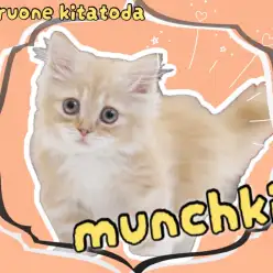 【 マンチカン 】とくとご覧あれ！短足界の最高のプロポーション！