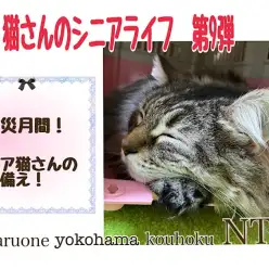 【 お役立て情報 】9月防災月間！シニア猫さんの備え