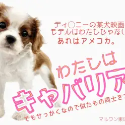 【 キャバリアキングチャールズスパニエル 】某映画のモデル犬?それ実は犬違い!?