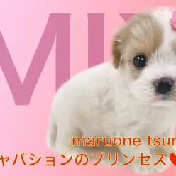 【 MIX 】（キャバリア☓ビションフリーゼ）人気上昇中のキャバションの女の子！！