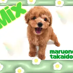 【 Mix 】可愛さMax！トイプードル系Mixがやってきた！