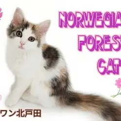 【 ノルウェージャンフォレストキャット 】幸運を呼ぶ！おだやかで賢い女の子