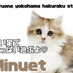 【 ミヌエット 】わずか5.5cmの短足にゃんこ!唯一無二の可愛さは必見!