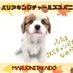 【 キャバリア 】パパはJKCチャンピオン！血統よし！顔よし！性格よし！