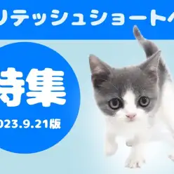 【ブリテッシュ特集】9/21現在在店中のまるまるブリテッシュちゃんをご紹介!