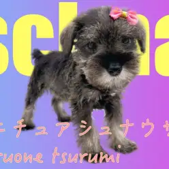 【 ミニチュア・シュナウザー 】優しさあふれるとても魅力的な女の子！！