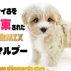 【 MIX 】約束された可愛さに大注目！遊び好きで可愛さ満点のマルプーの女の子！
