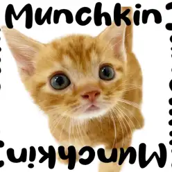 【 マンチカン 】鮮やかレッドの短足キャット!よちよち歩きが可愛すぎる!!