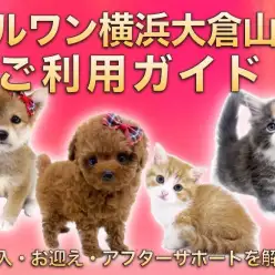 【 横浜大倉山店ご利用ガイド 】ご契約・お迎え・アフターサポートをご紹介！