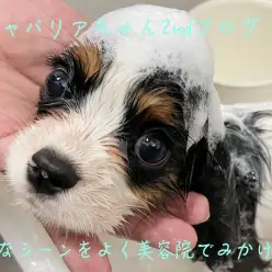 【 キャバリア 】（トライカラーのプリンス）2ndブログ、シャンプーしました！