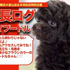 【 ブラウンプーちゃんの成長アルバム 】毛量・毛立ち・毛巻き最高なトイプードルちゃん！