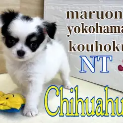 【 チワワ 】パパはアメリカンチャンピオン！牛柄模様がキュートな女の子