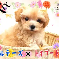 【 MIX 】Mix犬ランキング堂々の1位！美少女まるぷーがやってきた！