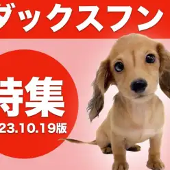 【 ダックス特集 】10/19現在在店中のヨチヨチ短足ダックスちゃん！！