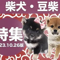 【 柴犬・豆柴特集 】10/26現在在店中の個性豊かな和犬達をご紹介！