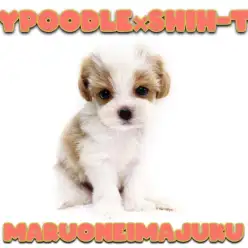 【 MIX 】トイプードルとシーズーのレアMIX！ティーカップサイズの女の子！