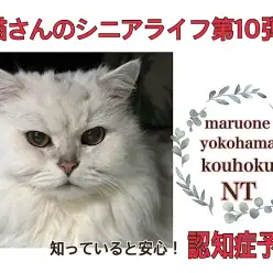 【 お役立て情報 】シニア猫さんの知ってると安心！認知症予防