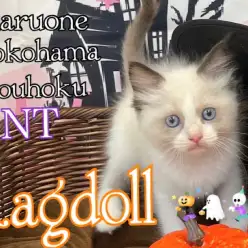 【 ラグドール 】大人気！リアルぬいぐるみニャンコさん