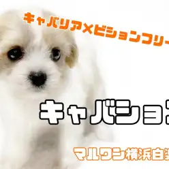 【 MIX 】プレミアム認定の大人気キャバション！フレンドリーすぎる性格にご注目