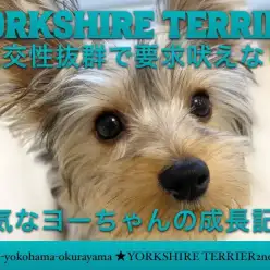 【 ヨークシャーテリア 】要求吠えなし！社交性抜群！陽気なヨーちゃんの成長記！