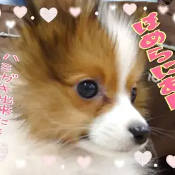 【ポメラニアン】レアカラーぽめちゃん！ハミガキ上手に出来ました！