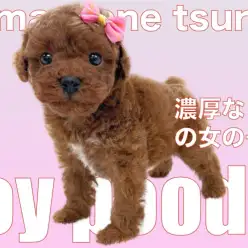 【 トイプードル 】濃厚レッドの女の子！胸元のホワイトがチャームポイント!