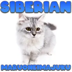 【 サイベリアン 】超多頭向き！生後5ヶ月のピッタリ抱っこが大好きな温厚男子！