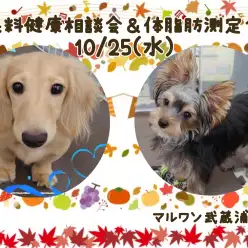 【 お知らせ 】10/25(水)無料健康相談会&体脂肪測定会開催！