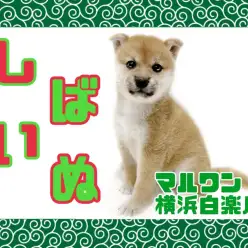 【 柴犬 】満点笑顔がたまらない!愛らしすぎるルックスに大注目の赤柴ちゃん