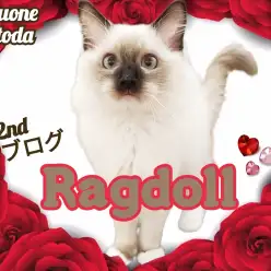 【 ラグドール 】甘えん坊加速中！生後4ヶ月半を迎えたふわさらラグにゃん