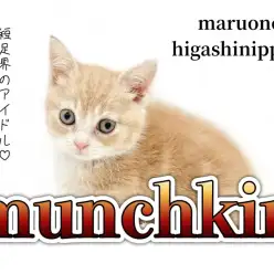 【マンチカン】短足界のアイドル降臨！甘えん坊のマンチカン