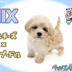 【 MIX 】もちふわ体型のマルプーちゃん