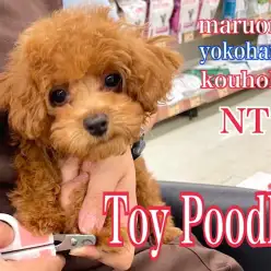 【 トイプードル 】濃厚レッドのタレ目王子の生後3ヶ月の今をご紹介