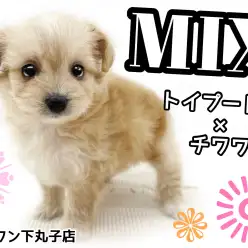 【 MIX 】トイプードルとチワワが両親、小さくて明るい性格の女の子!