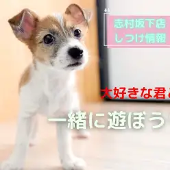 【 パピーのしつけ 】愛犬との新生活をもっと楽しく、遊び方の基本講座！
