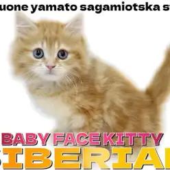 【 サイベリアン 】犬の様な性格とぬいぐるみの様なベビーフェイスに大注目！