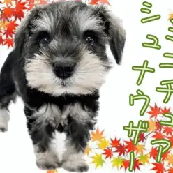 【 ミニチュアシュナウザー 】最高の家庭犬！癒し効果抜群の魅力を大放出