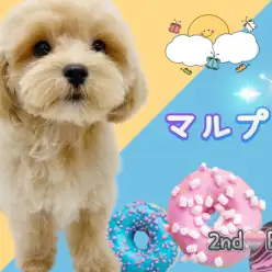 【 MIX 】愛くるしいドワーフ体型のマルプーちゃん！生後4ヶ月半