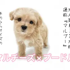 【マルチーズ×プードル】手のひらサイズのおっとり顔マルプーちゃんがやってきた