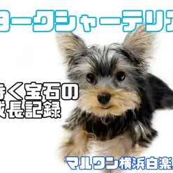 【 ヨークシャーテリア 】毛色の変化にご注目！小柄な歩く宝石の成長記録