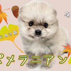 【 ポメラニアン 】爆毛たぬき顔！可愛さ100点満点で皆様の心を虜にしちゃいます