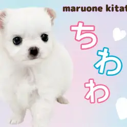 【 チワワ 】愛嬌抜群！魅惑のムチコロボディ！しろくまみたいな女の子