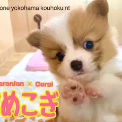 【 ミックス 】初登場！レアなミックス犬、ポメコギちゃん