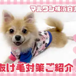 【 お役立て情報 】いよいよ換毛期到来！快適に過ごすための抜け毛対策ご紹介