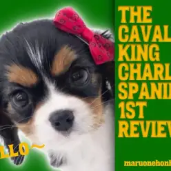 【 キャバリア 】トライカラーの超美男子！力強い瞳でアナタのハートを奪います！