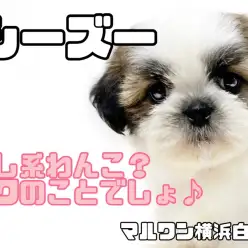【 シーズー 】おっとりわんこの代表格！チャンピオンの血を受け継いだ癒し系わんこ